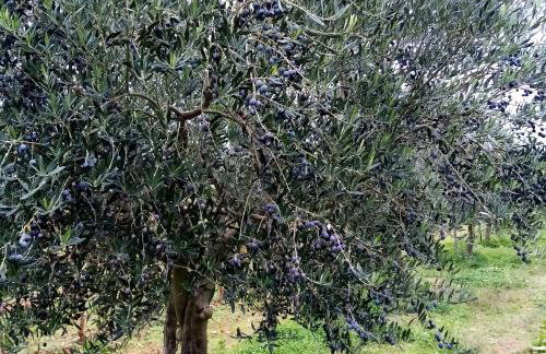 House Nada apartman - Foto 33