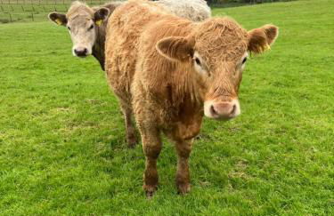 Seaview luxury pod - Photo 9