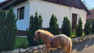 Apartment Dado - Photo 4