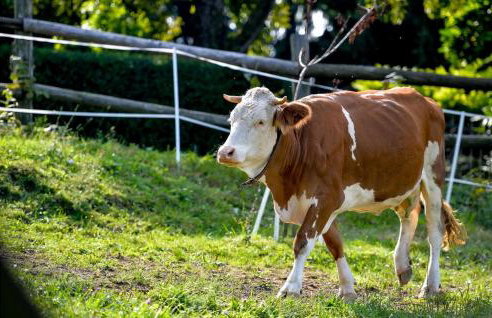 Beautiful Home In Seketin With Sauna - Foto 42