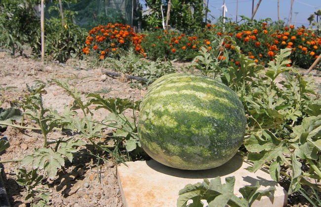 Villa Abelos - Foto 27