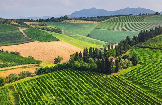 From Bologna: Chianti wine Experience with lunch - Photo 12