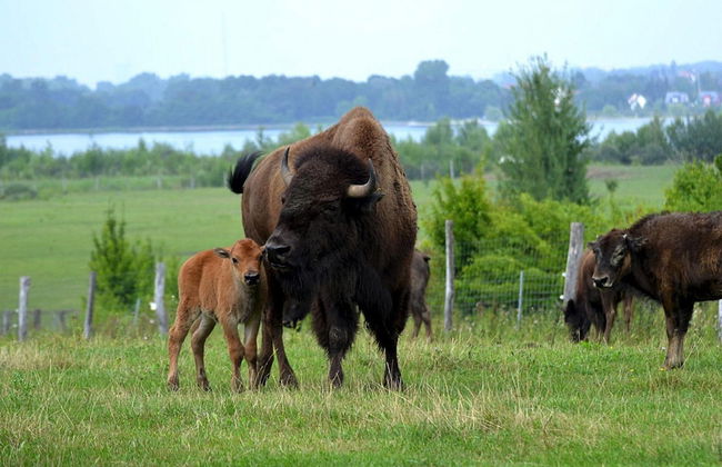 Seepark Auenhain am Markkleeberger See - Foto 26