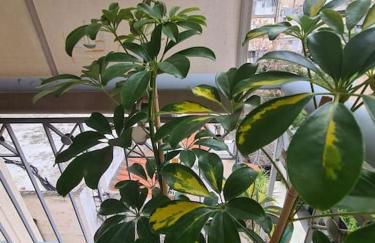 Άνετο, μεγάλο σπίτι κοντά στο μετρό - Foto 45