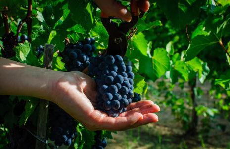 Agriturismo Fattoria di Monticello - Foto 64