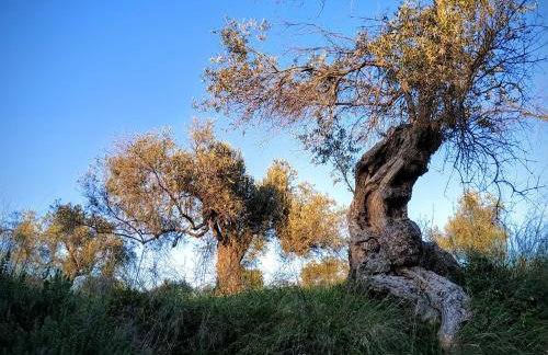 Suite of light rooms - Foto 40