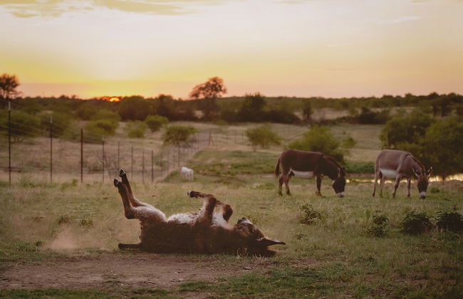 Blue Hills Ranch - Foto 65