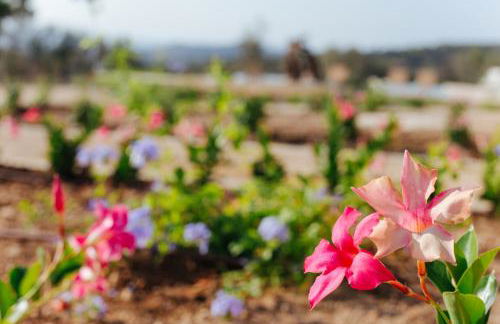 Finca Son Oms - Photo 45