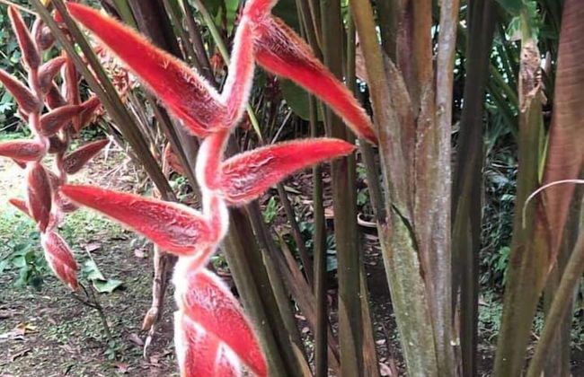 Miravalles.Rancho - Foto 4