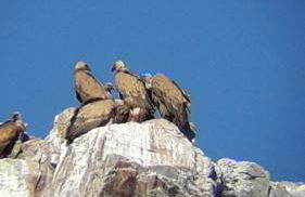 Apartamentos Rurales El Trillo - Foto 17