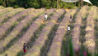 TERRE UGO - Villa & Suites au cœur des lavandes de Provence - Foto 3