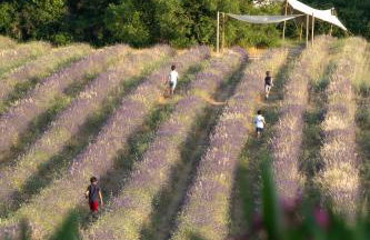 TERRE UGO - Villa & Suites au cœur des lavandes de Provence - Foto 3