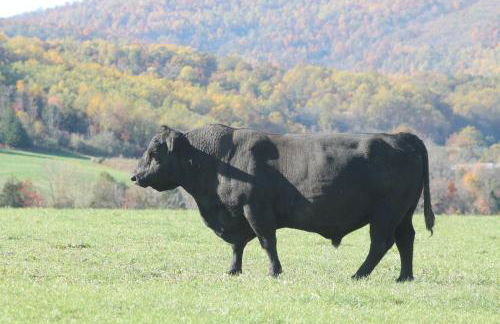 Fairhill Farm Country Vacation Rentals - Foto 21