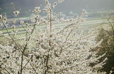 Schlossberghof Schnellingen - Foto 12