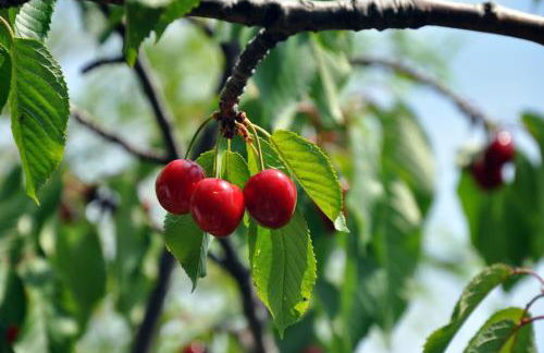 Agriturismo Natta Di Monte Tabor - Foto 30