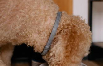 Dobre Kąty całoroczne domki - Foto 43