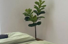 3 Zimmer Altbau nähe Hochschule mit Garten - Photo 12