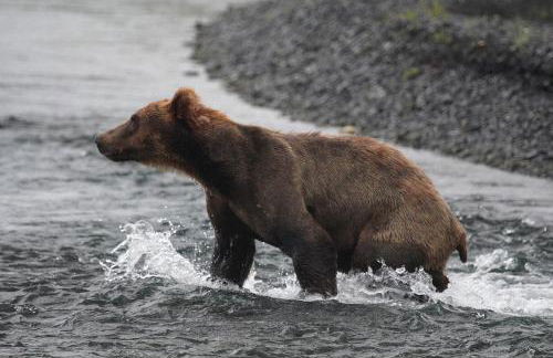 Secluded Waterfront Cottage Rental near Anchorage, Alaska - Foto 14