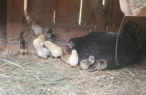 Biohof Dimper - HühnerNest - Foto 19