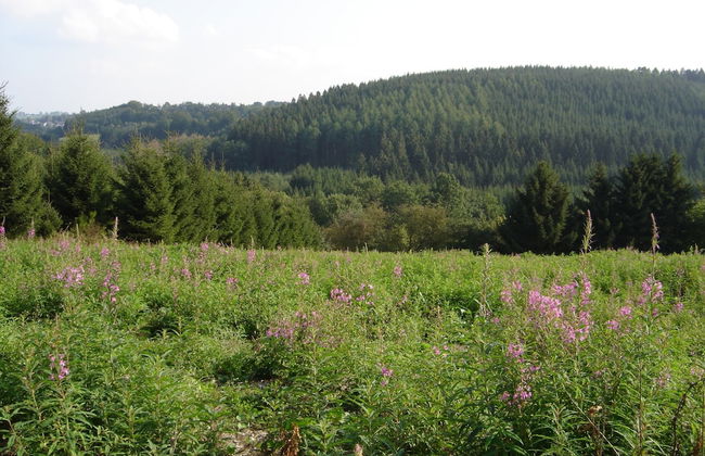 Holiday Home With Sauna in Sourbrodt - Photo 38