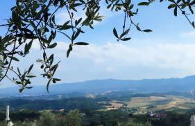 Agriturismo Cafaggio Primo - Foto 9