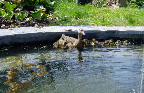 The Forest Country House B&B - Foto 25