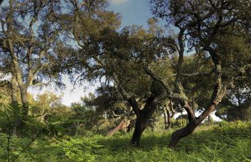 Herdade de Montalvo - Comporta - Photo 36