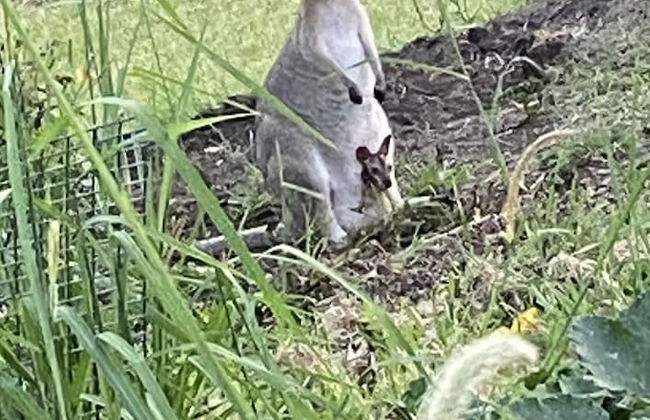 Nimbin Waterfall Retreat - Photo 43