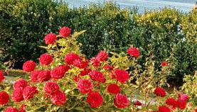 Aktaion Apartments - Foto 3