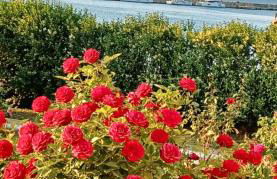 Aktaion Apartments - Foto 3