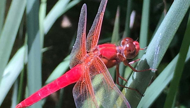 Insects and small animals