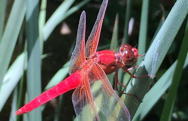 Tour por el Jardín Botánico de Acapulco - Foto 4