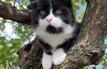 ALTRAVISTA TARZO - Foto 28