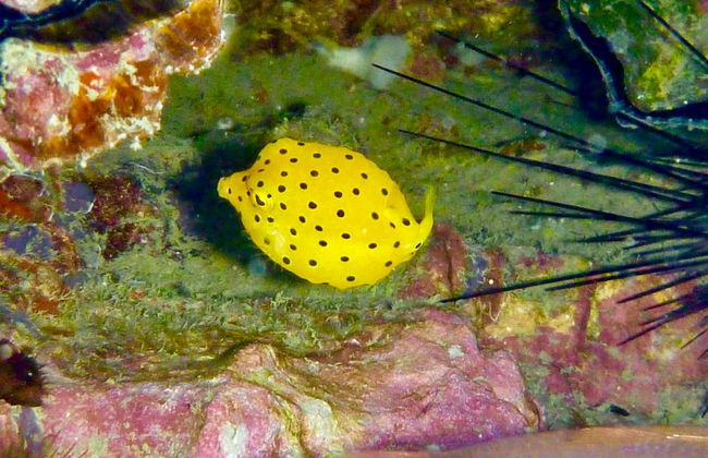 Batismo de mergulho em Koh Tao - Foto 8