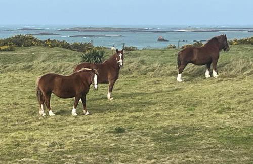 Le jardin des dunes - Foto 31
