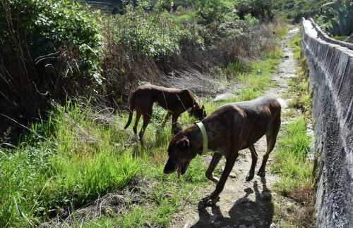 Finca Casa Madera 1 - Foto 62