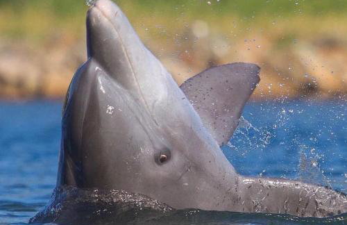 Resid. Clube Mar Grosso - Laguna - LAG100 - Photo 45