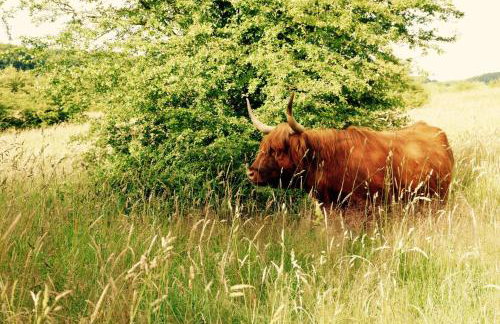 Landhaus Markerup - großzügig mit Kamin, Sauna & Spielhaus - Foto 8