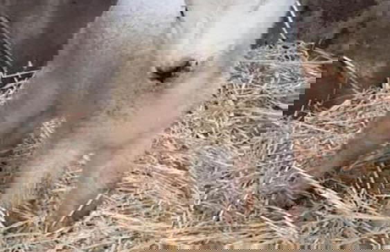 The Snuggly Sheep Shepherd Hut Campview Farm Stay - Foto 19