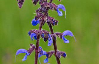 Apartamentos Fonda Finet - Foto 10