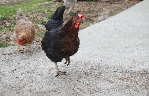 Unterbergerhof - Photo 51