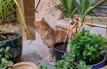 Le Portail d'Airain - Foto 48