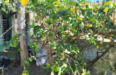 VILLA All'ombra del Cedro - Foto 10