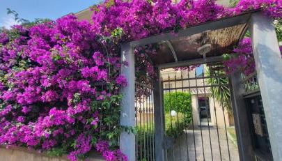 NüMa Apartment - Foto 2, Garden, Garden view