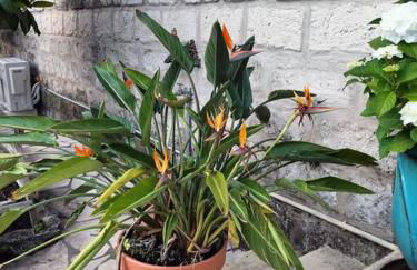 Charmant appart avec jardin - Foto 19