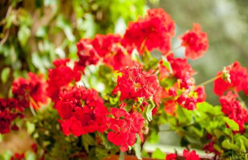 Gran Castanyer - Photo 13