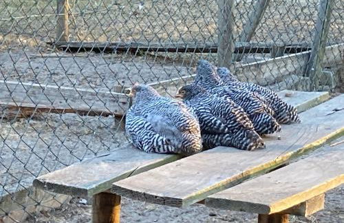 Gnaden- und Ferienhof Saale Wittgenstein in the middle of gar nix - Foto 54