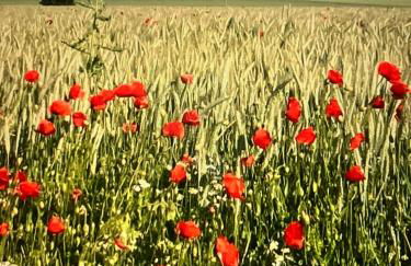 Finkennest am Desenberg - Foto 26