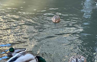 Różany Ogród - Foto 27