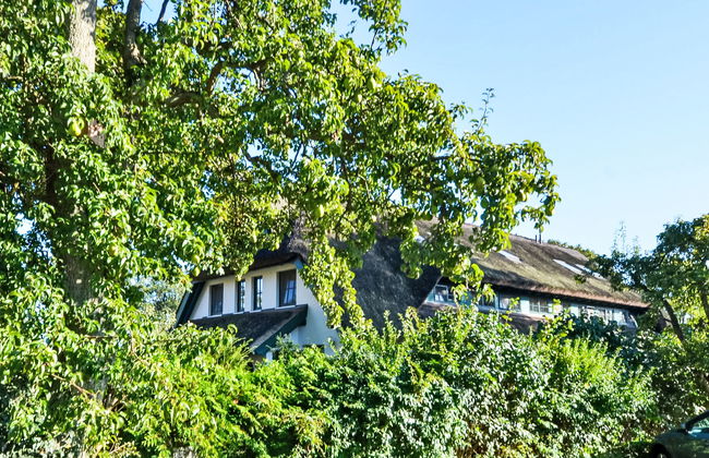 Strandflieder - Foto 25